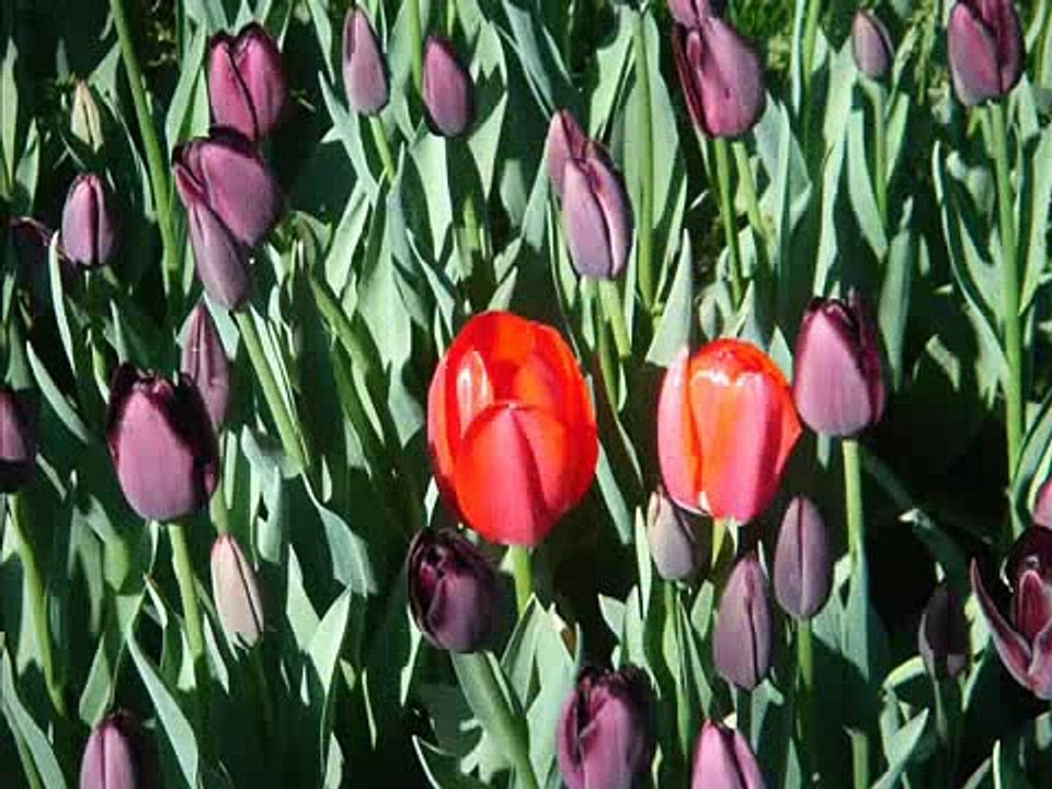 Noor Jehan n Nusrat Fateh Ali Khan - Tere Bina Rogi Hoye by jamat ali rehmani