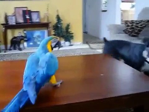 Попугай ара играет с собакой