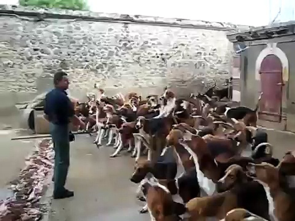 Coach can tame the more than one thousand dog at once HD