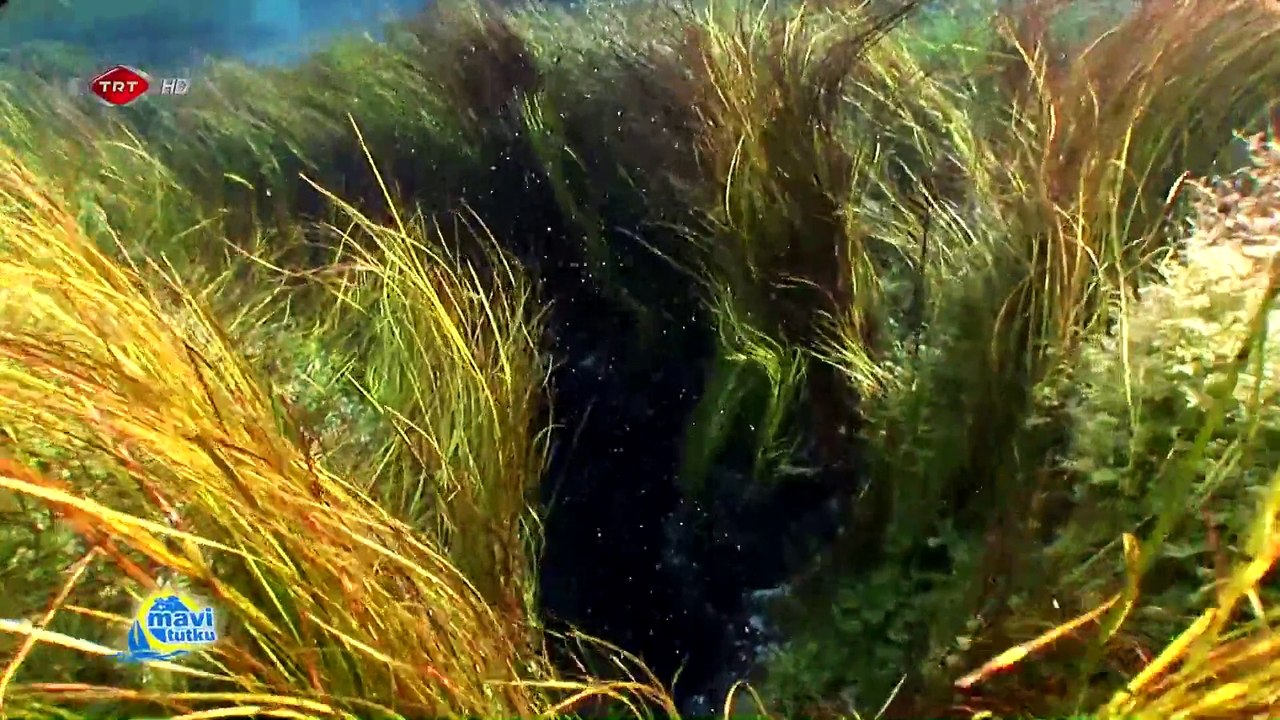 Mavi Tutku Su Alti Belgeseli 01.BLM 1080p