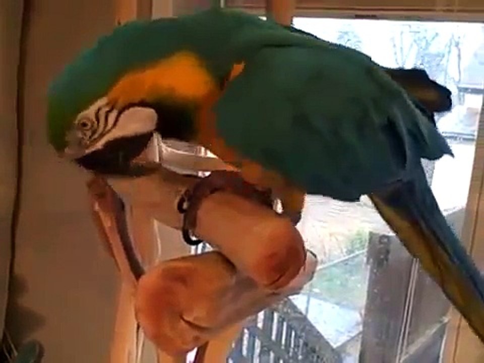 Попугай ара очень заразно смеется!