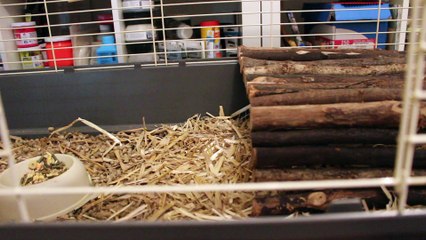 Le petit cochon d'inde Scott raffole des flocons de pois