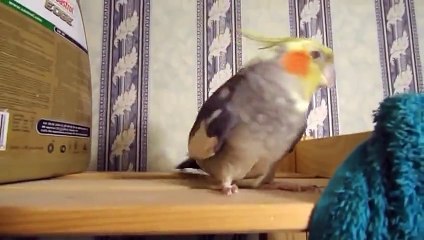Попугай боевик