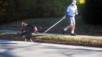 Turkeys Attack Falmouth mailman Every day.