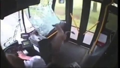 Caught on Camera Animals Crash Compilation 2014