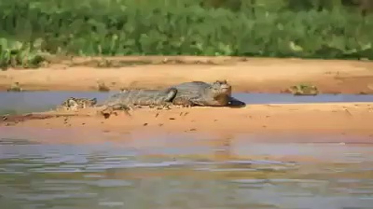 Essa Criatura Misteriosa se Aproximou de um Crocodilo. O que Aconteceu em Seguida vai te Surpreender