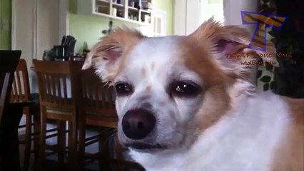 Animals Trying To Stay Awake Compilation