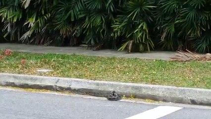 Mira la pelea entre cobra real y serpiente pitón en una universidad
