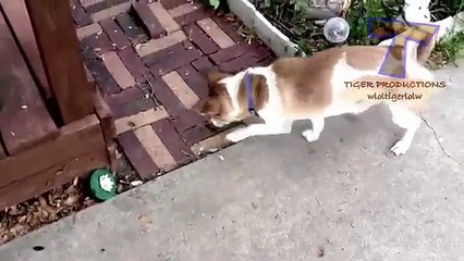 Dogs scared of cats - Funny animal compilation