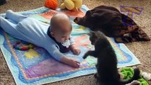 Cats are best babysitters and nannies - Cute cat