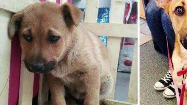 Как выглядят животные до и после приюта