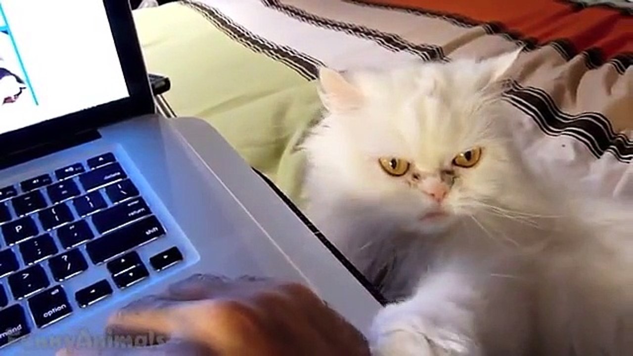 Cats demanding petting Compilation