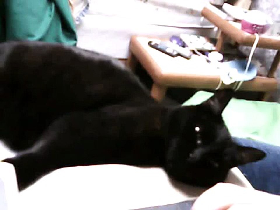 A Super Cuddly Cat! (compilation)