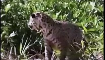 Jaguar onça pintada
