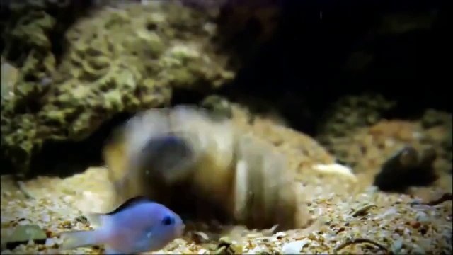 Wild discovery channel documentary films CROC ZILLA King of Crocodiles NATIONAL GEOGRAPHIC