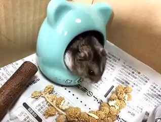 ケージの掃除の間 大人しく待つハムスターの氷河。 - FC2 Video