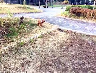 愛犬『マーキュリー』散歩 - FC2 Video