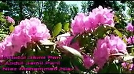 Pashto Naat Abdul Jamil Pani Pa Toli Di Mursalano Ki