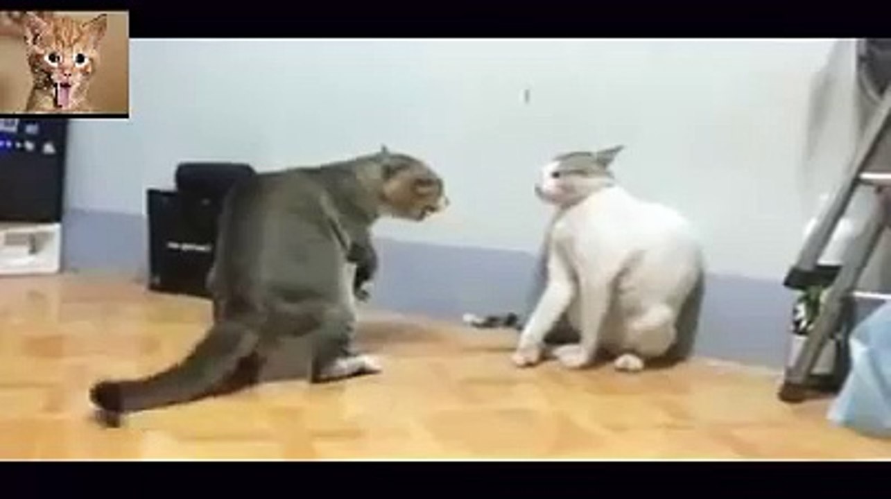 IP MAN version chats