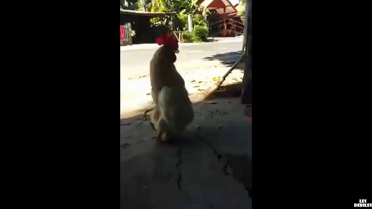 un-poulet-qui-marche-comme-un-humain