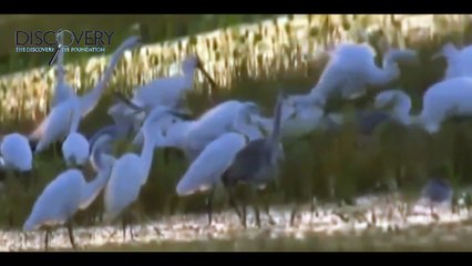 Descargar video: Lions Attack Hyenas - Lions Hunting Hyenas and More - Lions Documentary [National Geograph