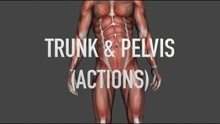Actions - Trunk and Pelvis - Quiz