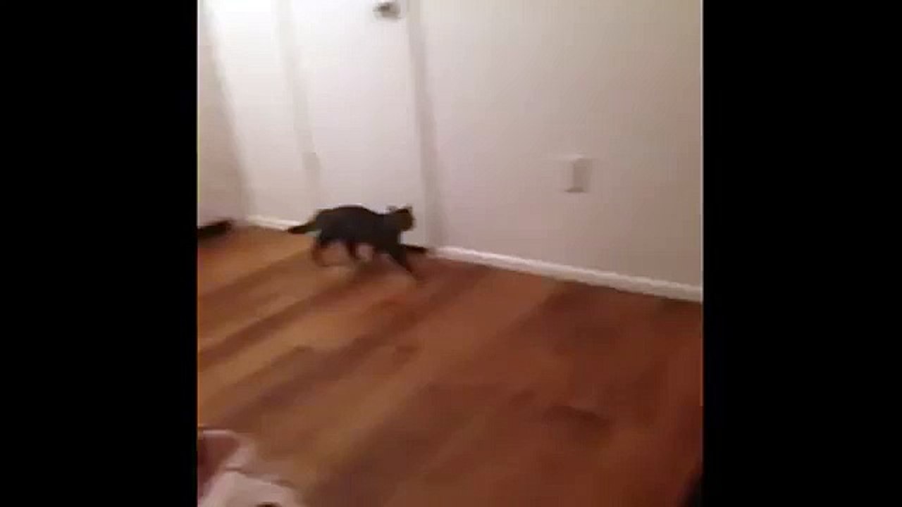 Scared Cat ! FUNNY