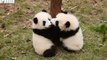 Baby Pandas Attempt Ambitious Climb
