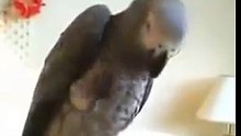 Попугай жако говорит и поет