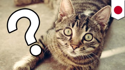 猫も高齢でアルツハイマーに ？