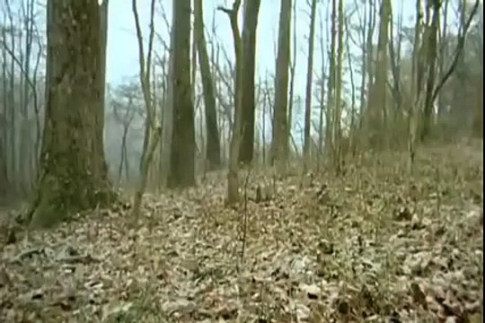 Comment les grenouilles des bois résistent à l’hiver ?