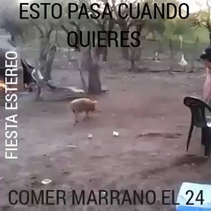 Marrano ataca