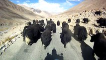 9 La única Ladakhí sin sonrisa  2ª parte (Manali-Leh Highway Himalaya 2014