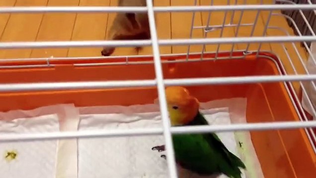 Попугай играет с сусликом