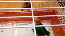 Попугай играет с сусликом