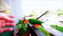 Попугай каик вышел погулять и покричать на балконе