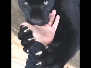 Black Jaguar Suckles his Master's Fingers & Hands.