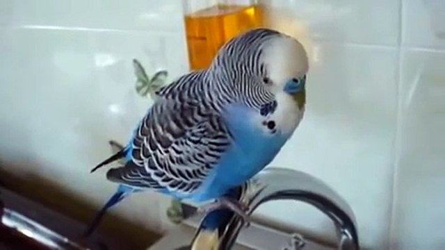 Попугай Кеша много разговаривает!