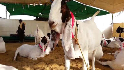 Beautiful Bakra ( Bakra Mandi Islamabad 2015 ) Part 6