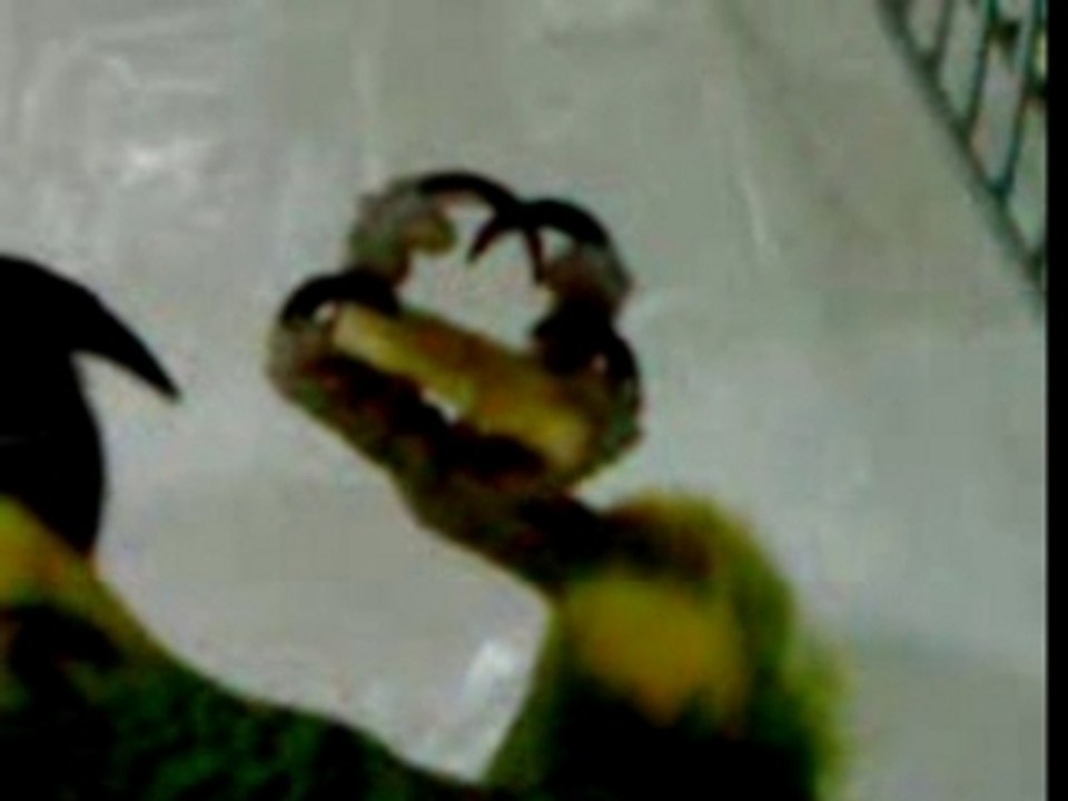 Amazone à front bleu qui mange