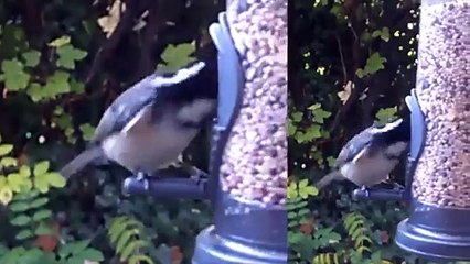 Coal tits eating, 28/10/15