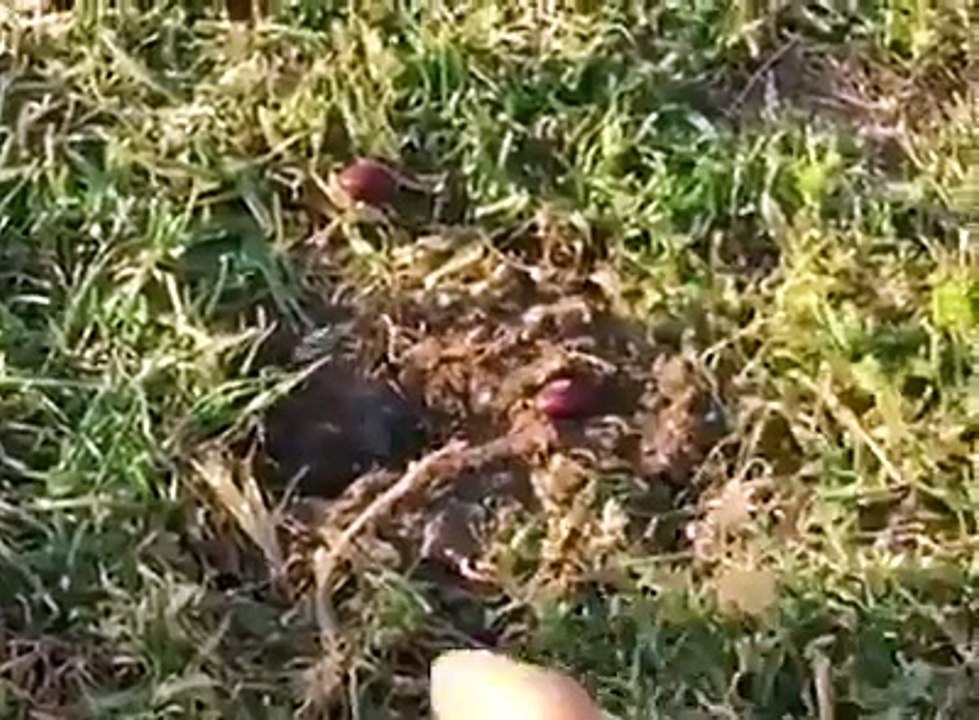 Komik hayvanlar gülmekten kırılacaksınız