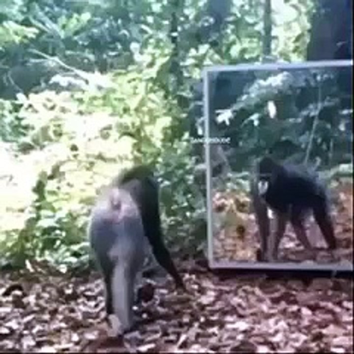 monkey saw miorror
