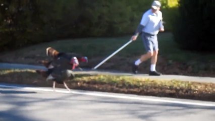 Un facteur attaqué quotidiennement par un gang de dindes !!