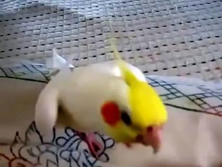 Попугай красиво свистит