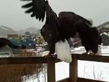 Her Cat Was Sitting On The Porch When HE Swooped In. What Happened Next? WOW!