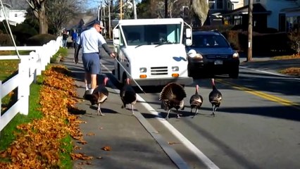 Turkeys Attack Mailman Every Day