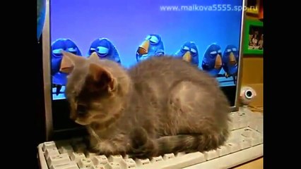 Best funny animal videos 2015 Funny videos animals 2015 FULL HD YouTube