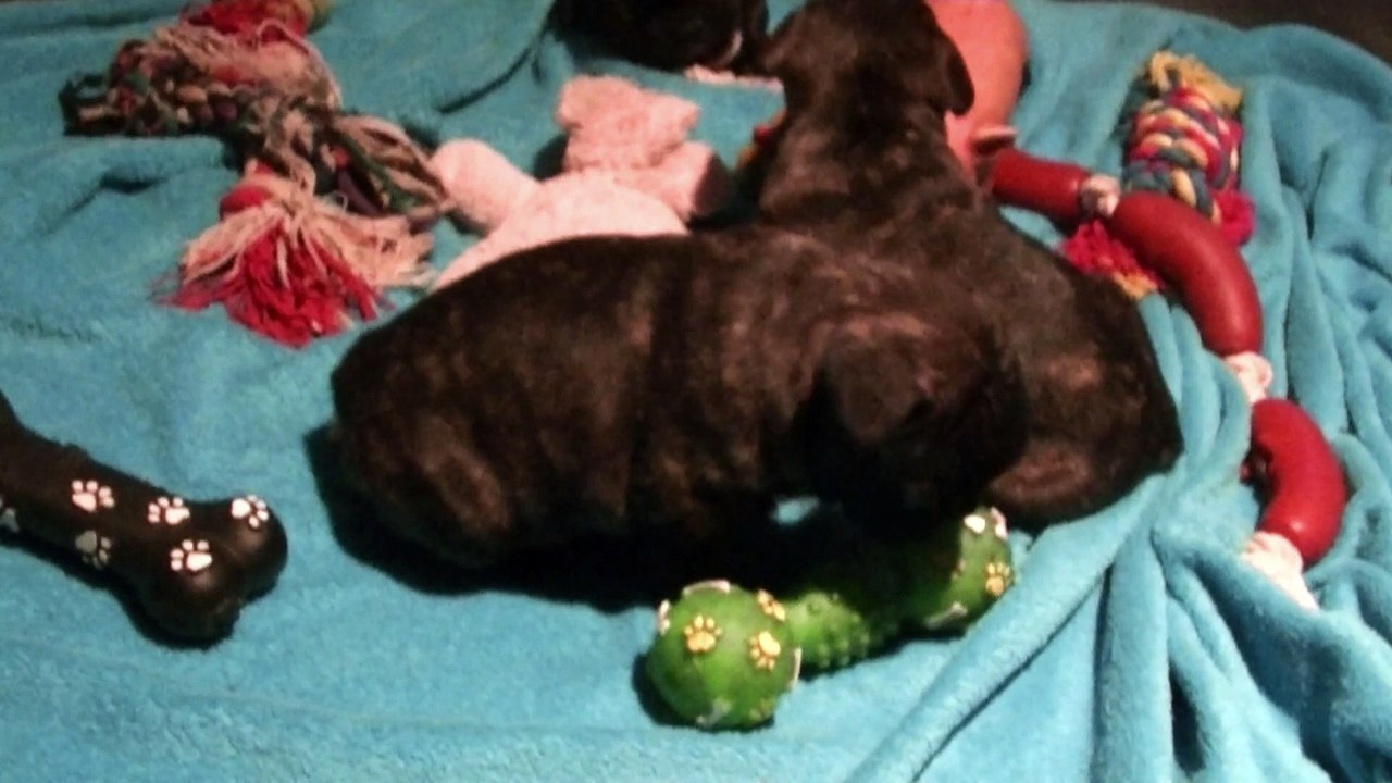 Chiots Bouledogue français 1 mois