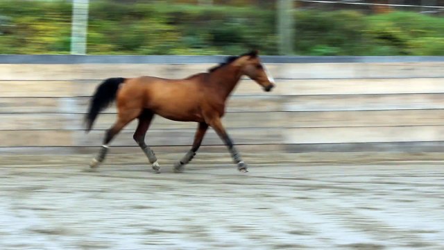15-12-13 - Liberté au trot 3
